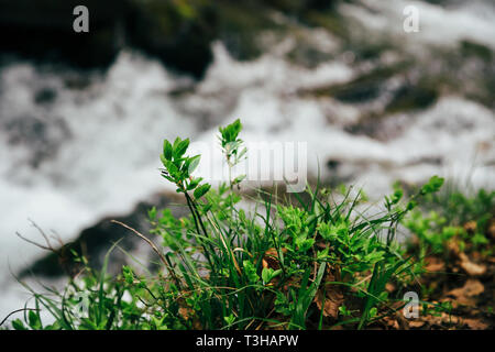 Nahaufnahme von einer grünen Pflanze, Gras am Ufer des Berg River in einem Wald. Spring Blossom Hintergrund Stockfoto