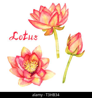 Lotus Blumen und Blüten sowie deren Knospen, Kollektion, auf weiße Hand isoliert gemalte Aquarell Abbildung mit handschriftlichen Aufschrift Stockfoto
