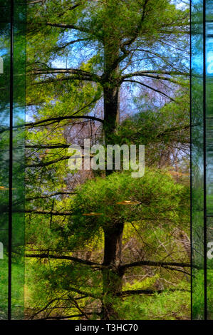 Die Bäume in einem großen Fenster Stockfoto