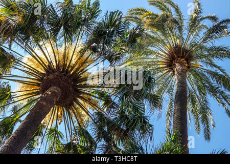 Kohl Palm Livistona australis in Blume Stockfoto