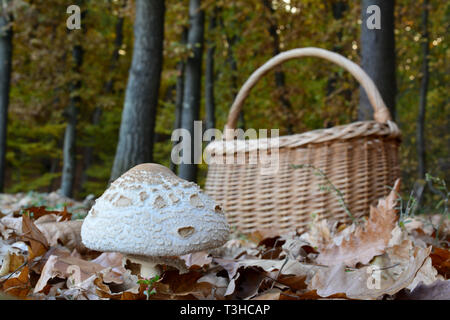 Ausgezeichnete Macrolepiota excoriata Essbar mit Weidenkorb auf der perimetar Herbst Eichenwald Stockfoto