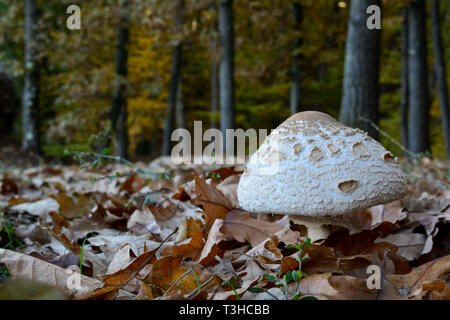Macrolepiota excoriata im Laub auf der kleinen Wiese auf der perimetar Herbst Eichenwald Stockfoto