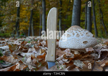 Macrolepiota köstlichen essbaren Pilz und Messer, bevor Sie ihn aus dem gefallenen Blätter im Herbst, mit Eichenwald im Hintergrund Stockfoto