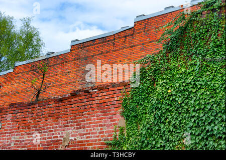 Äußere Mauer mit grünem Efeu. Stockfoto