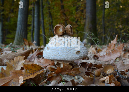Eine kleine Probe von essbaren Macrolepiota Pilz in natürlichen Lebensraum unter den gefallenen Blätter im Herbst und Eiche Eicheln, mit paar Eiche Eichel Kappen auf es Stockfoto