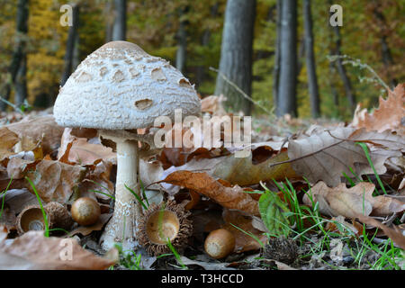 Ausgezeichnetes essbare kleine Muster Macrolepiota Pilz, viel Laub und Eiche Eichel mit Herbst Eiche Wald im Hintergrund Stockfoto