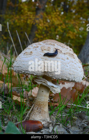 Kleine schwarze Slug auf der Oberseite des Macrolepiota Pilz im Herbst Eichenwald Stockfoto