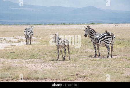 Gemeinsame oder Ebenen Zebras (Equus quagga), zwei Erwachsene und ein Fohlen im Amboseli Nationalpark in Kenia Stockfoto