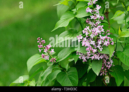 Frühling Blumen. Full-geblasen Flieder. Zarte, duftende Flieder. Stockfoto