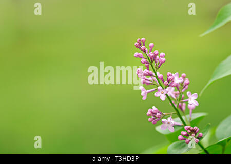 Frühling Blumen. Full-geblasen Flieder. Zarte, duftende Flieder. Stockfoto