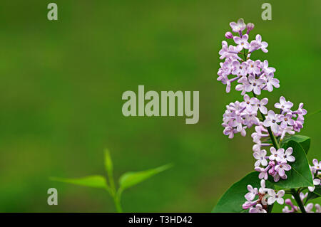 Frühling Blumen. Full-geblasen Flieder. Zarte, duftende Flieder. Stockfoto