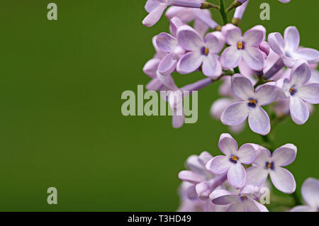 Frühling Blumen. Full-geblasen Flieder. Zarte, duftende Flieder. Stockfoto