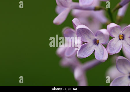 Frühling Blumen. Full-geblasen Flieder. Zarte, duftende Flieder. Stockfoto