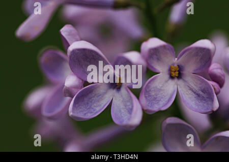 Frühling Blumen. Full-geblasen Flieder. Zarte, duftende Flieder. Stockfoto