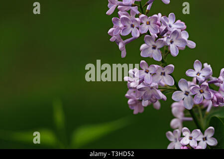 Frühling Blumen. Full-geblasen Flieder. Zarte, duftende Flieder. Stockfoto