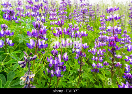 Silber Lupine (Lupinus Albifrons) Wildblumen blühen in South San Francisco Bay Area, San Jose, Kalifornien Stockfoto