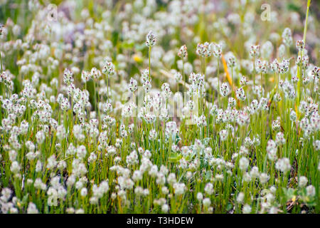 Kalifornien Wegerich (Plantago erecta) wachsen auf einer Wiese im Frühling, South San Francisco Bay Area, San Jose, Kalifornien Stockfoto