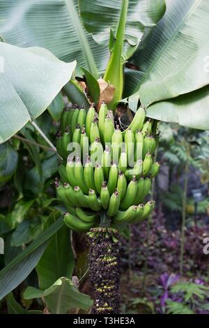 Musa acuminata dwarf Cavendish Banane in Shinjuku Gyoen National Garten in Tokio, Japan. Stockfoto