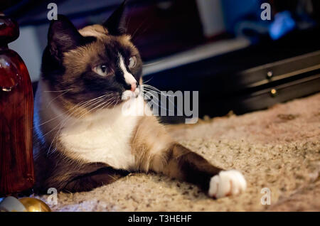 Twinkie, einem fünf Jahre alten Siam Hauskatze, legt auf dem Boden, 3. April 2019, in Coden, Alabama. Stockfoto