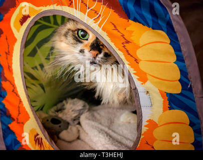 Lily, eine 18-jährige Schildpatt, langhaarige Hauskatze, Einblicke aus einer Katze Cube, 3. April 2019, in Coden, Alabama. Stockfoto