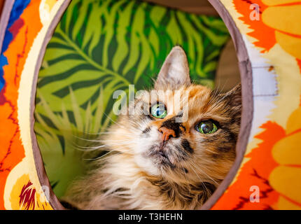 Lily, eine 18-jährige Schildpatt, langhaarige Hauskatze, sieht von einer Katze Cube, 3. April 2019, in Coden, Alabama. Stockfoto