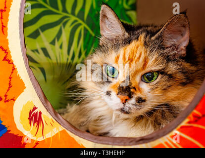 Lily, eine 18-jährige Schildpatt, langhaarige Hauskatze, legt in einem cat Cube, 3. April 2019, in Coden, Alabama. Stockfoto