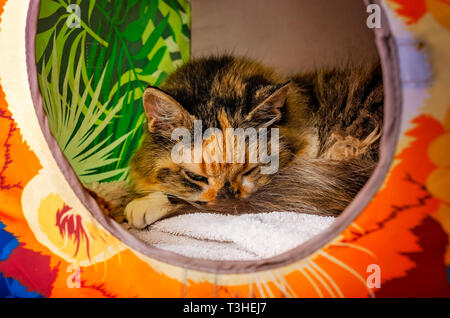 Lily, eine 18-jährige Schildpatt, langhaarige Hauskatze, schläft in einem cat Cube, 3. April 2019, in Coden, Alabama. Stockfoto