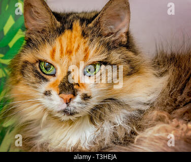 Lily, eine 18-jährige Schildpatt, langhaarige Hauskatze, Einblicke aus einer Katze Cube, 3. April 2019, in Coden, Alabama. Stockfoto