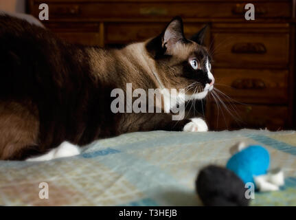 Twinkie ist eine fuenf Jahre alte siamesische Katze, spielt mit Spielzeug Mäuse auf einem Bett, 3. April 2019, in Coden, Alabama. Stockfoto