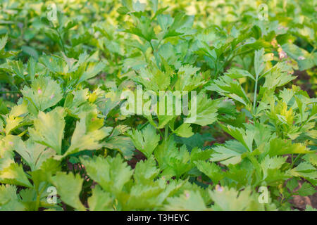 Natur frische grüne Sellerie Gemüse im Garten, Sellerie aufgewachsen auf Hintergrund Stockfoto