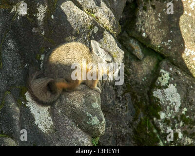High Angle Shot eines viscacha in Machu Picchu Stockfoto