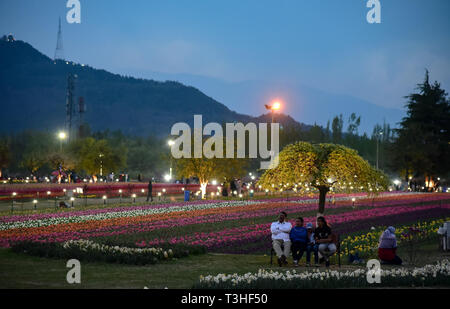 Touristen gesehen Genießen an der berühmten Indira Gandhi Memorial Tulip garden, Asiens größte tulip Garten, Sommer in Srinagar, die Hauptstadt der Jammu und Kaschmir. Es ist die größte tulip Garden in Asien verteilt auf einer Fläche von 30 Hektar. Es ist in Siraj Bagh am Fuße des Zabarwan Range. Es ist eine touristische Attraktion in Srinagar. Stockfoto