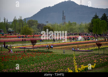 Touristen gesehen Genießen an der berühmten Indira Gandhi Memorial Tulip garden, Asiens größte tulip Garten, Sommer in Srinagar, die Hauptstadt der Jammu und Kaschmir. Es ist die größte tulip Garden in Asien verteilt auf einer Fläche von 30 Hektar. Es ist in Siraj Bagh am Fuße des Zabarwan Range. Es ist eine touristische Attraktion in Srinagar. Stockfoto