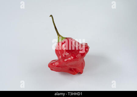 Red Chili auf weißem Hintergrund. Pfeffer. Chili Pfeffer. Stockfoto