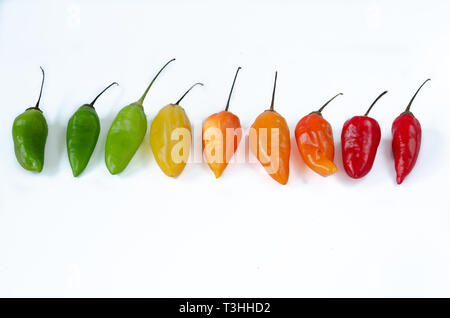 Paprikas verschiedener Art in der Zeile auf weißem Hintergrund. Pfeffer. Chili Pfeffer. Stockfoto