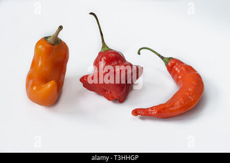 Drei Chilischoten auf weißem Hintergrund. Pfeffer. Chili Pfeffer. Stockfoto