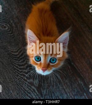 Ingwer die Katze auf dem Holz Hintergrund in die Kamera schaut von unten nach oben, Stockfoto