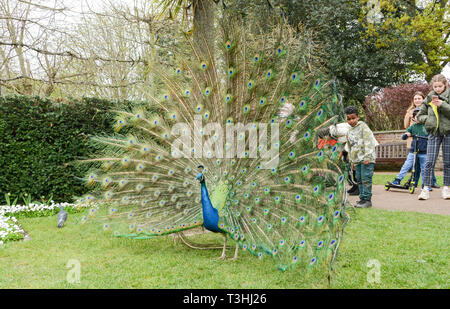 Ein indischer Pfau (Pfau) im Anzeigemodus in Holland Park, London, UK Stockfoto