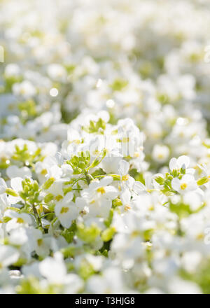 Blühende arabis im Sommer Garten mit geringer Tiefenschärfe Wirkung. Stockfoto