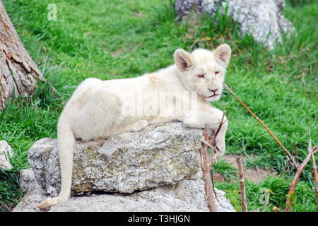 Kleines Baby White Lion Panthera leo Krugeri liegen auf Rock Stockfoto