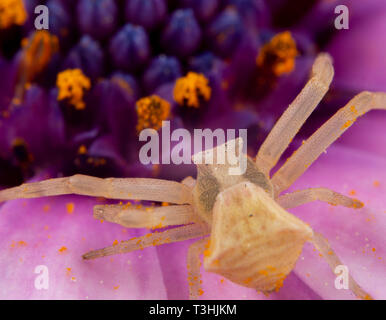 Kleine gelbe Tomisidae Onostus spider Wandern und Posieren auf einem rosa Blume Stockfoto