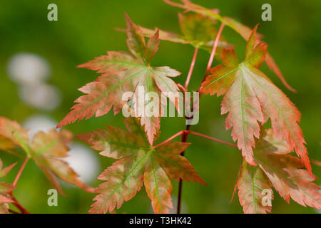 Die Blätter einer jungen Acer palmatum Austrieb im Frühjahr. Stockfoto