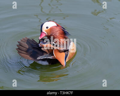 Porträt einer männlichen Mandarinente Axi sponsa putzen Stockfoto