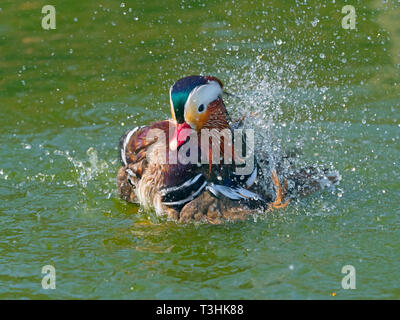 Porträt einer männlichen Mandarinente Axi sponsa Baden Stockfoto