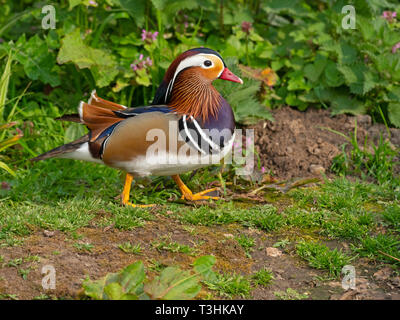 Porträt einer männlichen Mandarinente Axi sponsa und wilde Blumen Stockfoto