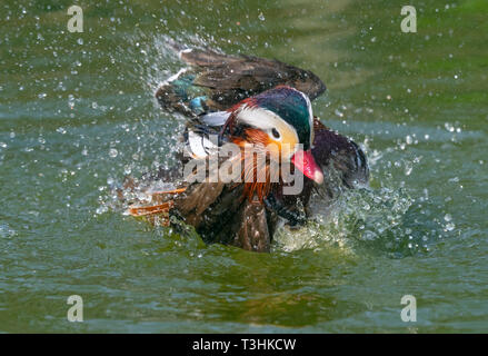 Porträt einer männlichen Mandarinente Axi sponsa Baden Stockfoto