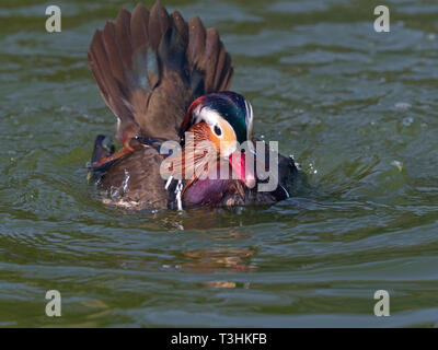 Porträt einer männlichen Mandarinente Axi sponsa Baden Stockfoto