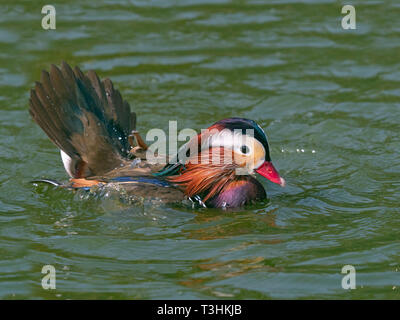 Porträt einer männlichen Mandarinente Axi sponsa Baden Stockfoto