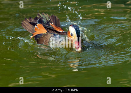 Porträt einer männlichen Mandarinente Axi sponsa Baden Stockfoto