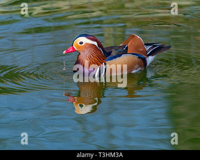 Porträt eines Mandarin Duck Axi sponsa Stockfoto